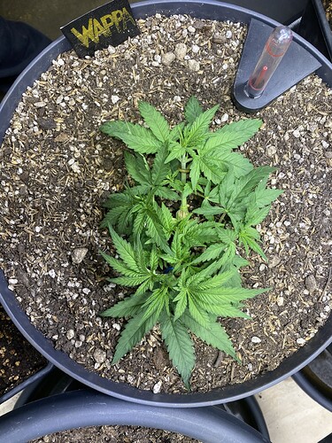 Growreport Bild 17
