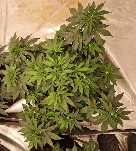 Growreport Bild 23