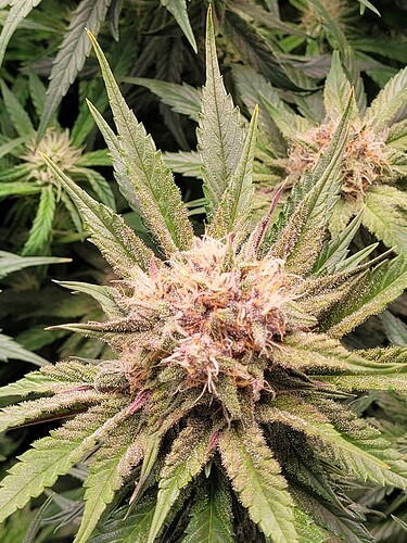 Growreport Bild 21