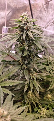 Growreport Bild 25
