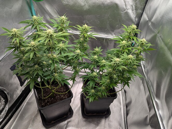Growreport Bild 6