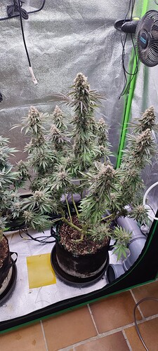 Growreport Bild 11