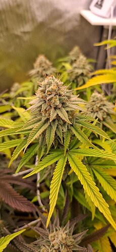 Growreport Bild 3