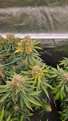 Growreport Bild 1