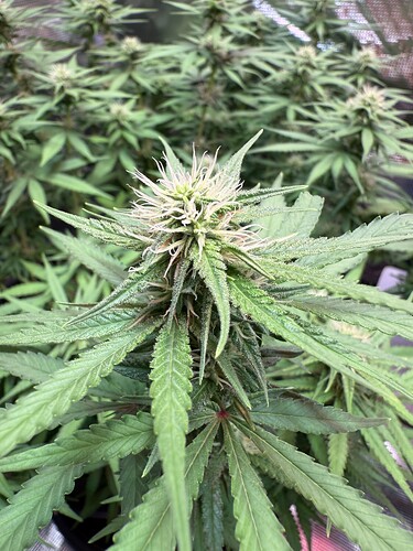 Growreport Bild 5