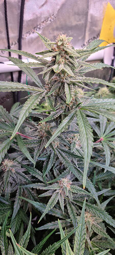 Growreport Bild 28