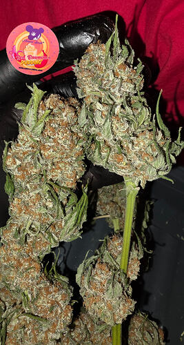 Growreport Bild 73