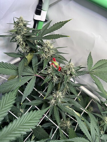 Growreport Bild 4