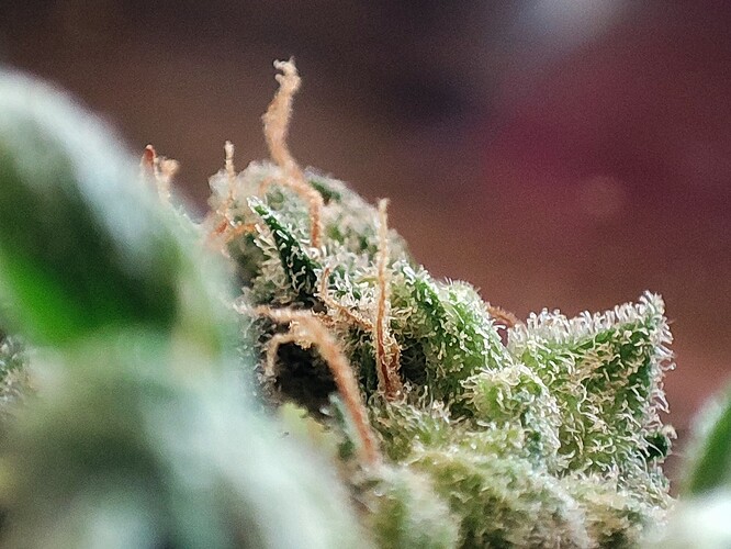 Growreport Bild 41