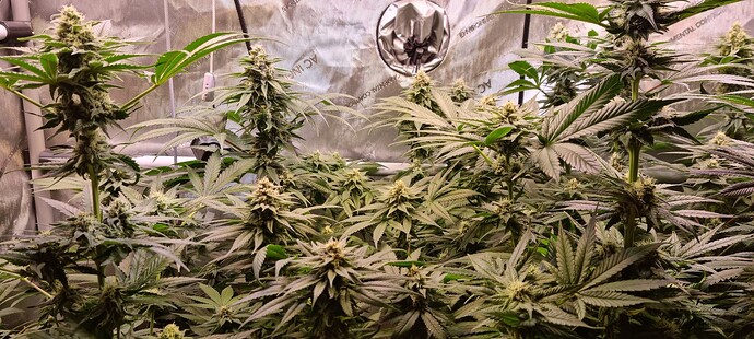 Growreport Bild 19