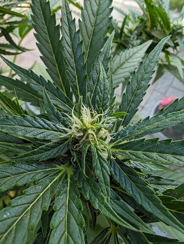 PXL_20240604_182530050