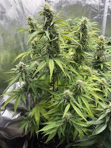 Growreport Bild 15