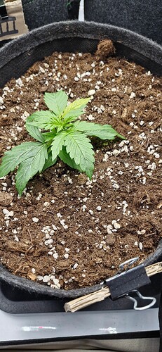 Growreport Bild 3