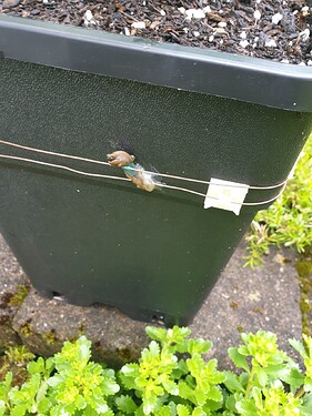 Schneckengrill