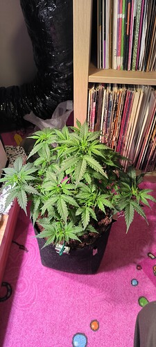 Growreport Bild 1