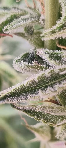 Growreport Bild 7