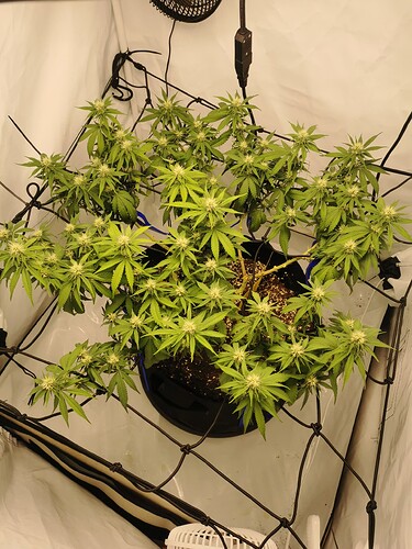 Growreport Bild 5