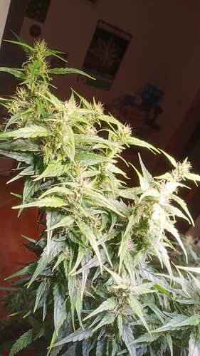 Growreport Bild 6