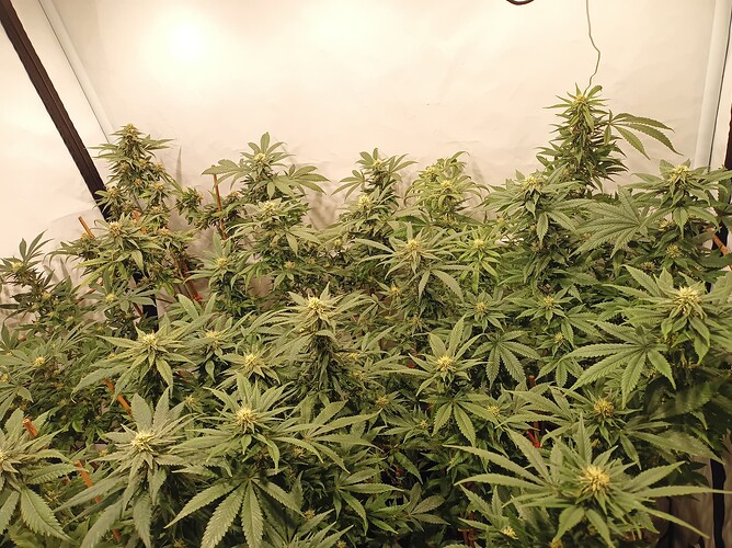 Growreport Bild 86