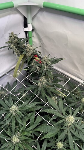 Growreport Bild 25