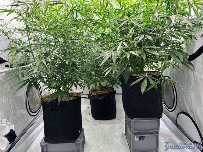 Growreport Bild 12