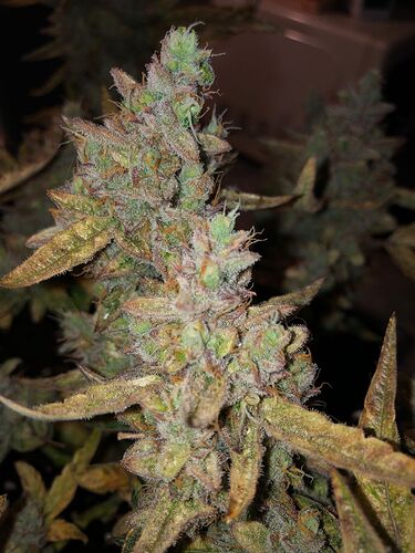 Growreport Bild 2