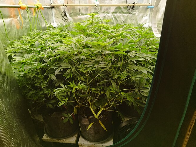 Growreport Bild 1