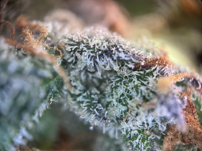 Growreport Bild 2