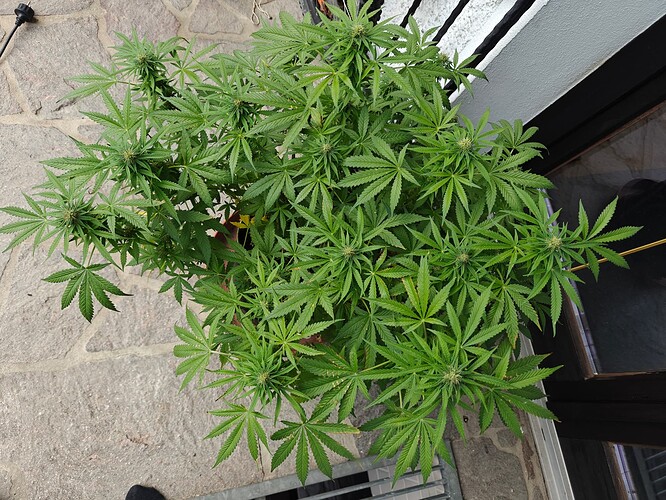 Growreport Bild 5