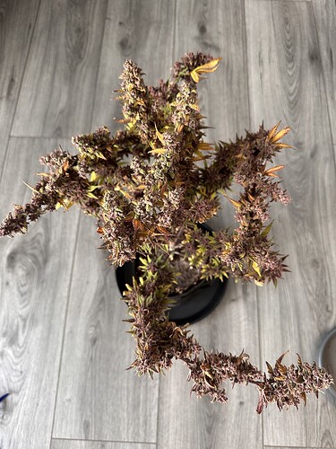 Growreport Bild 1