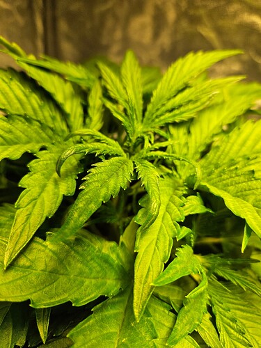 Growreport Bild 40