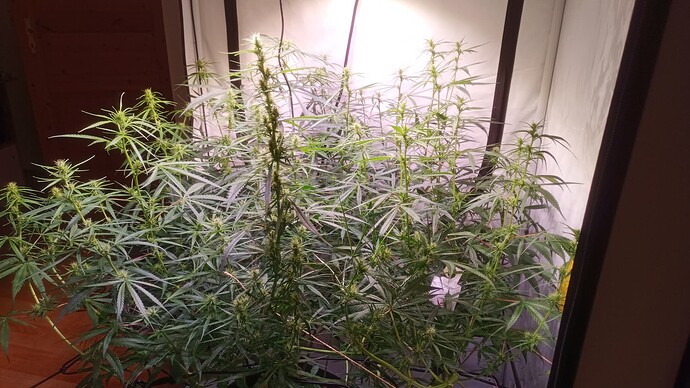 Growreport Bild 17