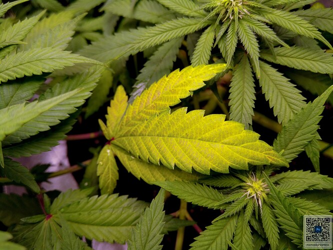 Growreport Bild 1