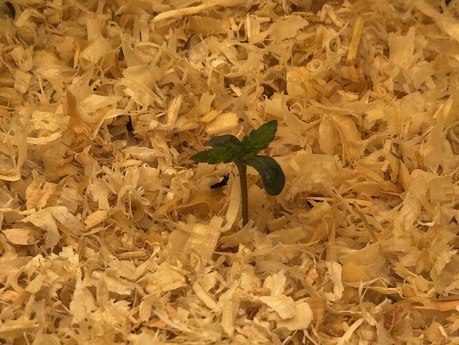 Growreport Bild 39