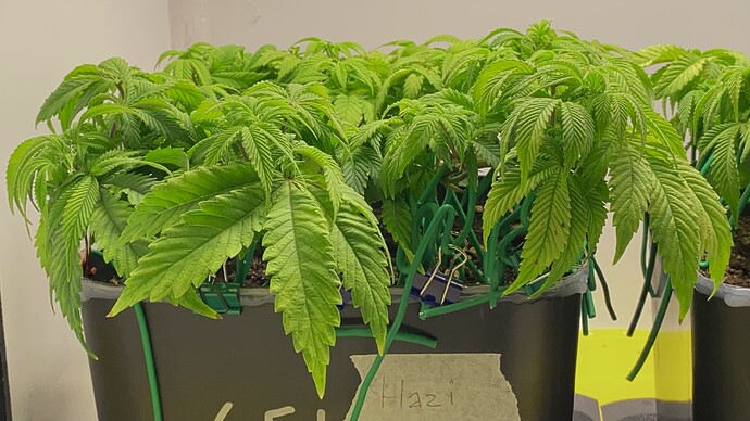 Growreport Bild 25