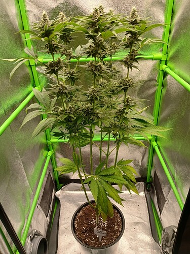 Growreport Bild 1