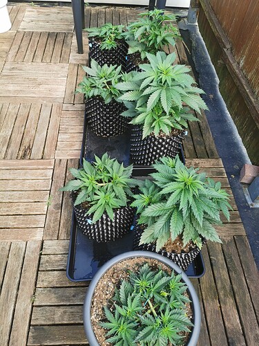 Growreport Bild 7