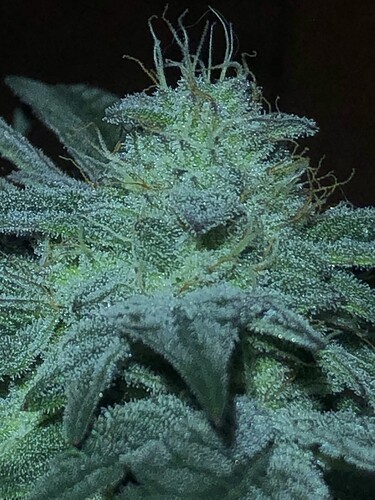 Growreport Bild 16
