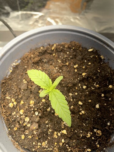 Growreport Bild 8