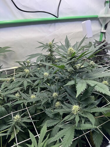 Growreport Bild 10