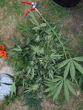 Growreport Bild 6