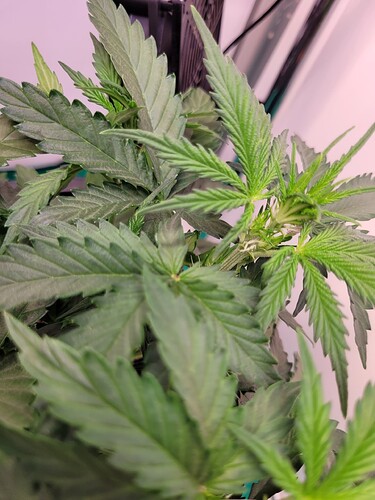 Growreport Bild 3