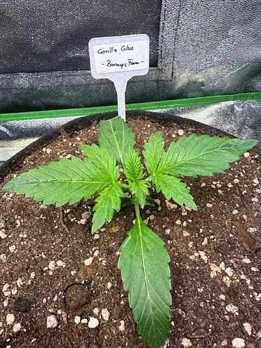 Growreport Bild 37