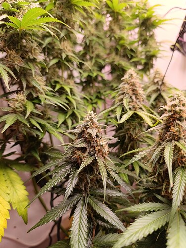 Growreport Bild 8
