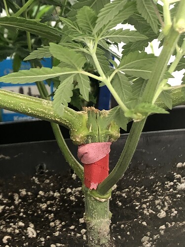 Growreport Bild 8