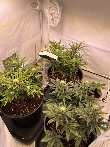 Growreport Bild 29