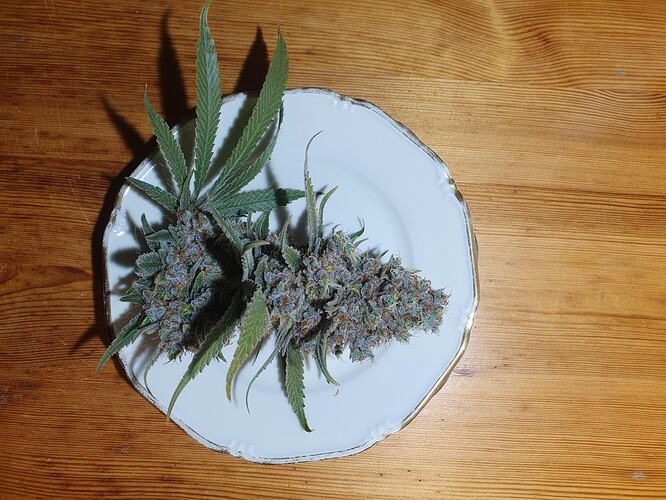 Growreport Bild 12