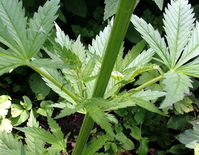 Grow25_0625_HK2schaden_2