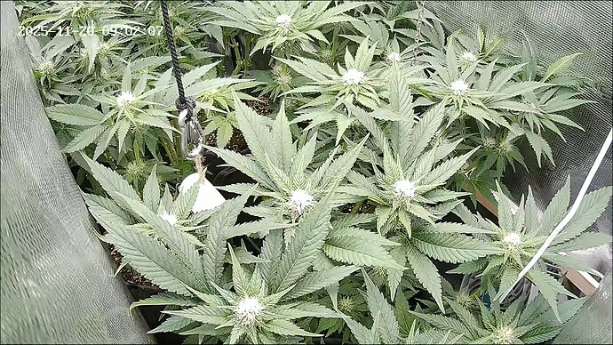 Growreport Bild 11