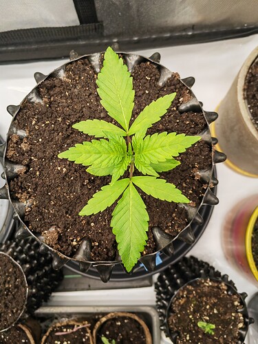 Growreport Bild 2